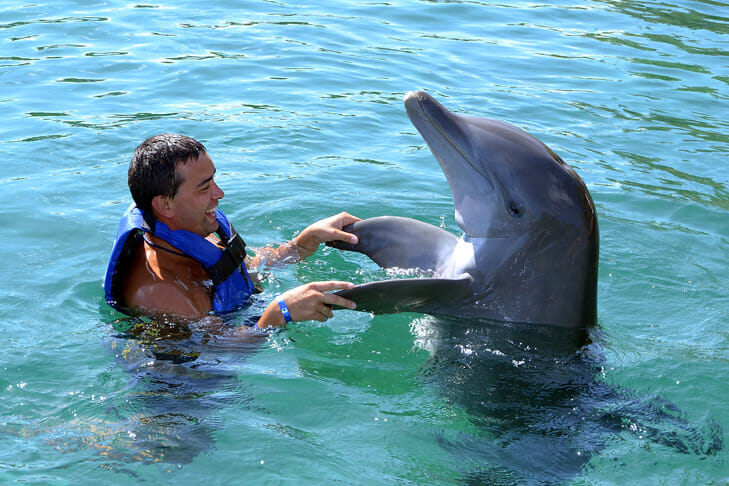 Man interactive with a dolphin 